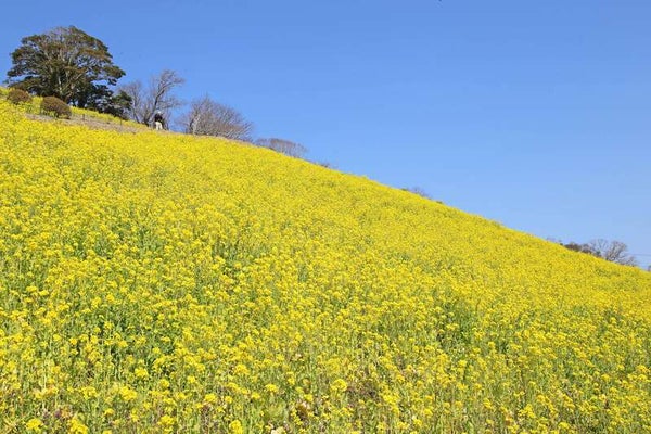 【神奈川県内・町田発】 陽春の牧場の休日!羊年だYO!マザー牧場名物ジンギスカン食べ放題とシープショー&関東最大級!菜の花畑見物3